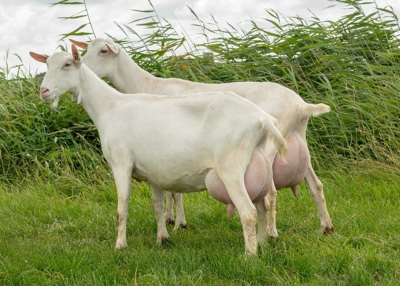 Полицията в Монтана е открила крадеца задигнал две кози от