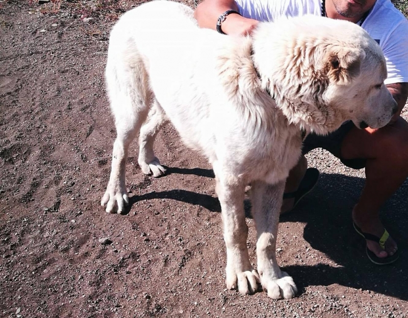Издирва се агресивно куче порода Алайбай научи информационна агенция BulNews bg