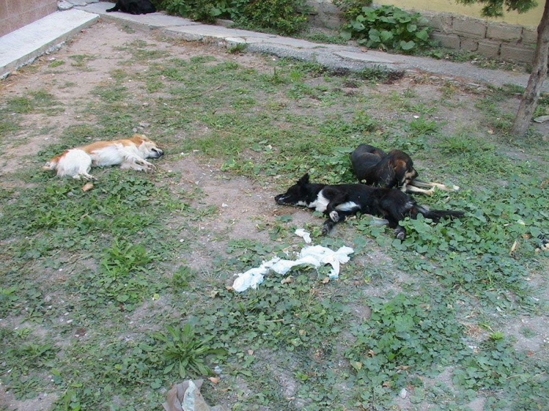 Неизвестен засега изверг е отровил четири кучета във видинското село