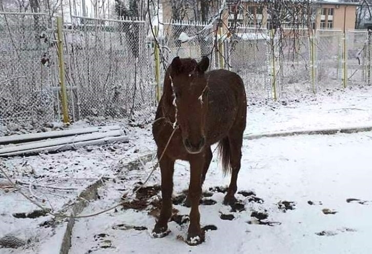 Безстопанствен кон конфискуваха служители на звено Инспекторат Животното е засечено