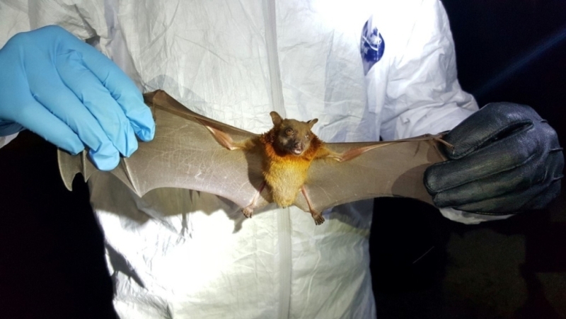 Учени откриха нов вирус подобен на COVID който има сериозен