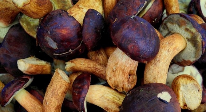 До 35 лв за килограм достигна изкупната цена на първите