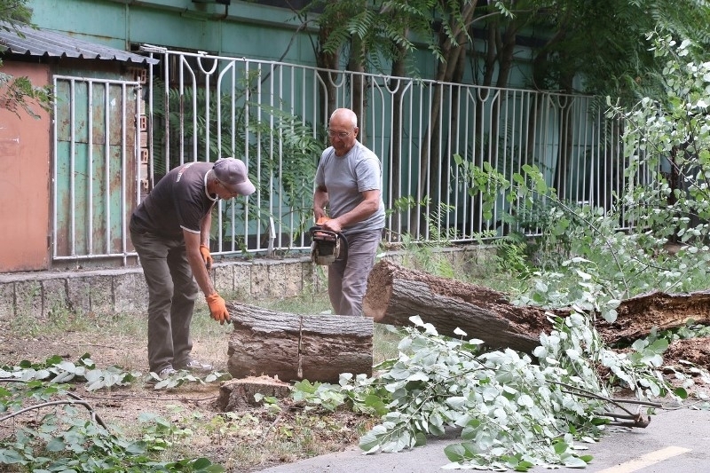 Работници от Общината от рано тази сутрин започнаха с отрязването