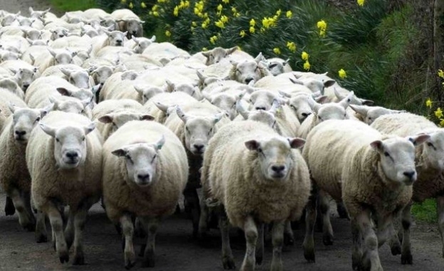 Напрежение и заплахи за протест назряват сред стопаните на избитите