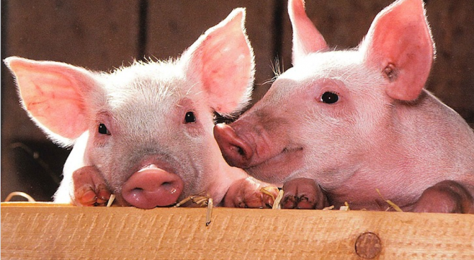 Днес изтича крайният срок в който кметовете трябва да изготвят