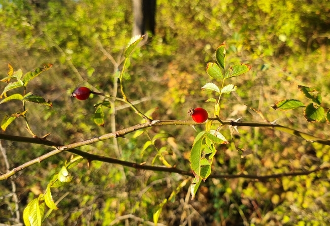 Днес ще бъде предимно слънчево Ще духа до умерен вятър