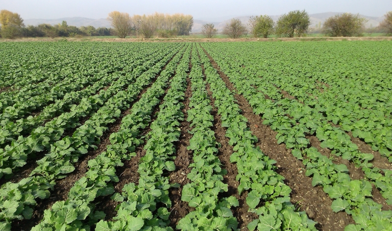 Общинската администрация в Лом уведомява земеделските производители и собствениците на пчелни семейства