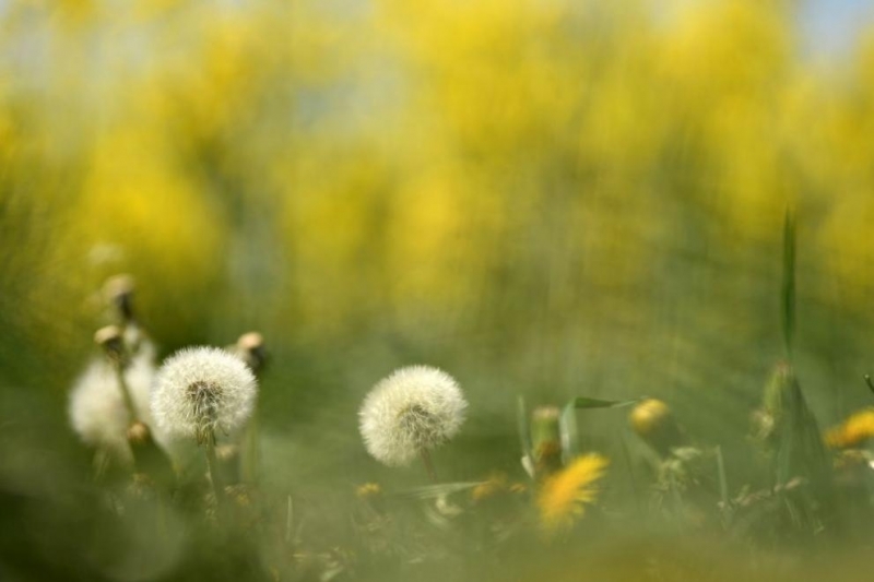 Днес преди обяд над по голямата част от страната ще бъде