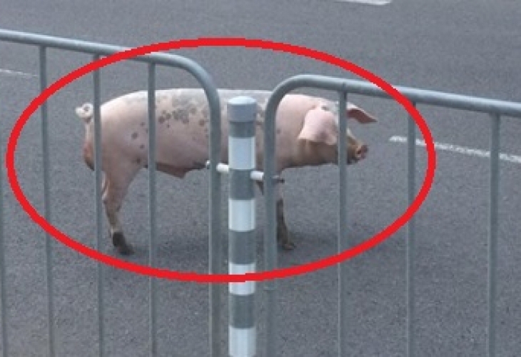 Прасе се разхожда по лъскавия столичен булевард Черни връх Необезпокоявано