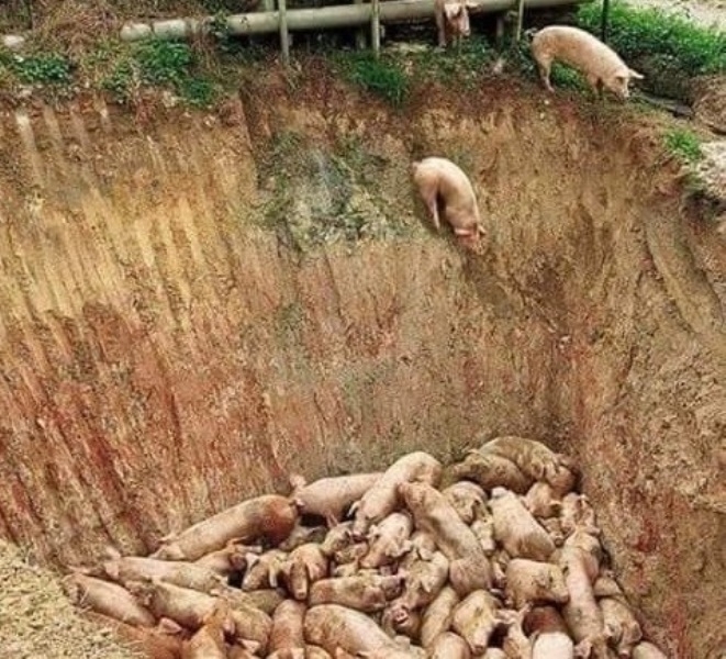 Започва мониторинг за замърсяване върху площите на загробване на свинете засегнати