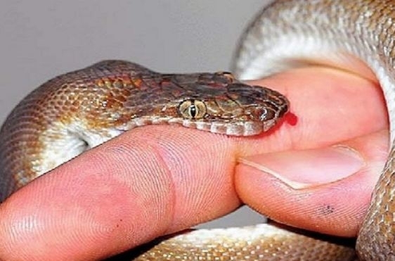 Младеж е ухапан от змия на Витоша докато си е играл с