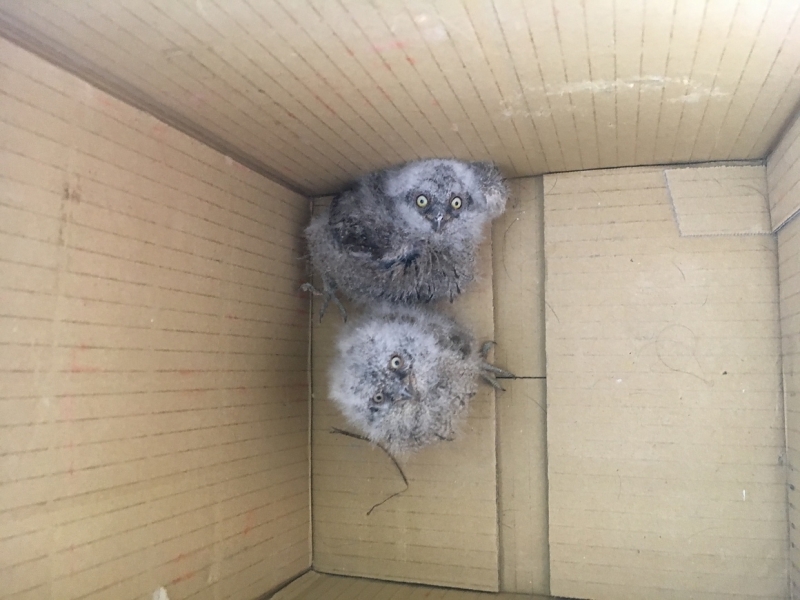 Еколози от Регионалната инспекция по околната среда и водите във