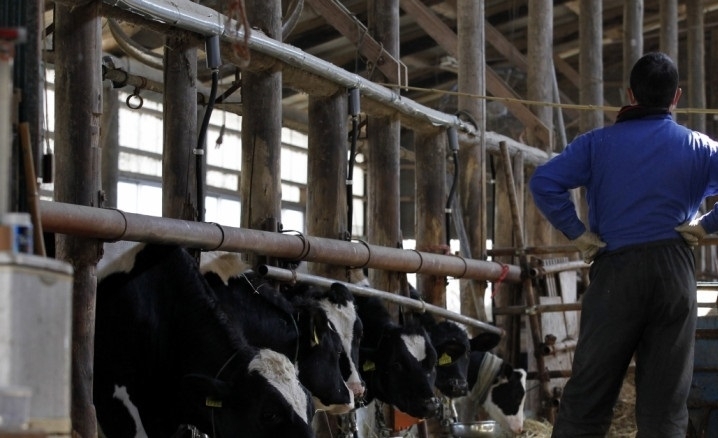 Да бъде вдигната изкупната цена на млякото призова животновъд от