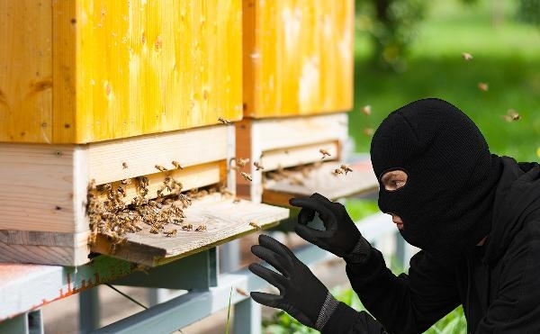 Двама откраднаха кошери и пчелни рамки от свой съселянин във