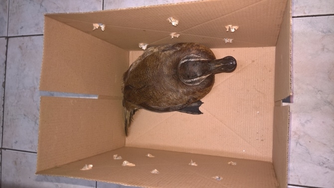 РИОСВ Бургас спаси защитен вид птица Това съобщиха от