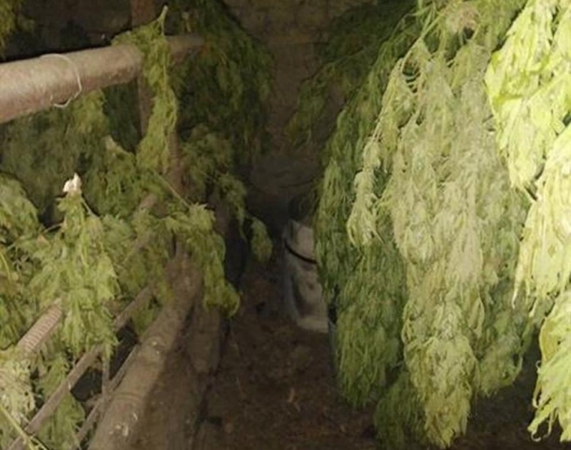 Над 50 килограма марихуана откриха полицаи от районното управление в Свиленград