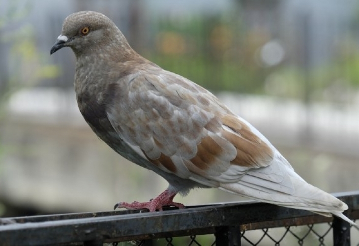 Елитна група китайски почитатели на гълъбите вдигна цените на състезателните