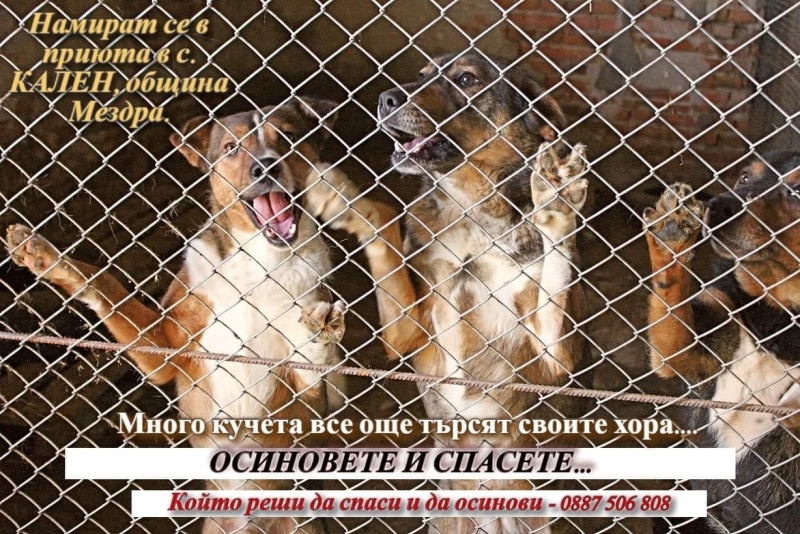 Две кучета от приюта за безстопанствени кучета в мездренското село