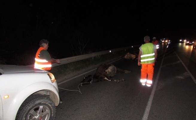Младеж е загинал при тежка катастрофа във Видинско научи агенция