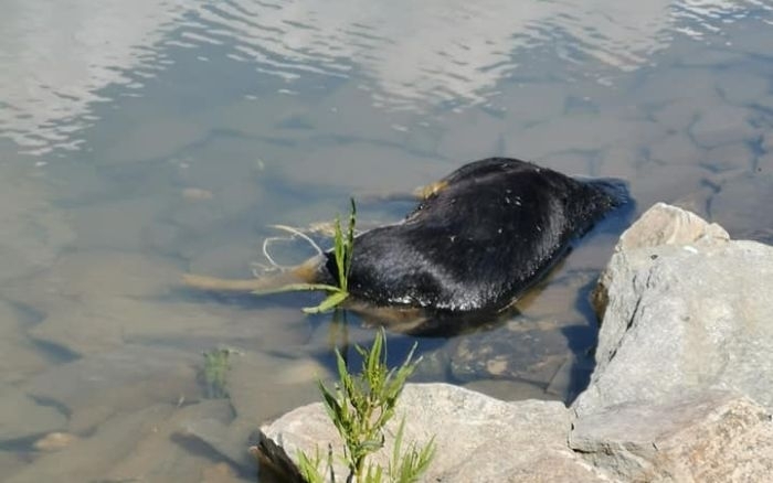 Неизвестни засега извършители убиха и изхвърлиха кучета в язовир Дренов