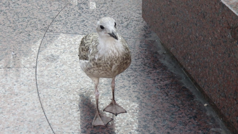 Служители на МВР спасиха изпаднала в беда птица в Монтана