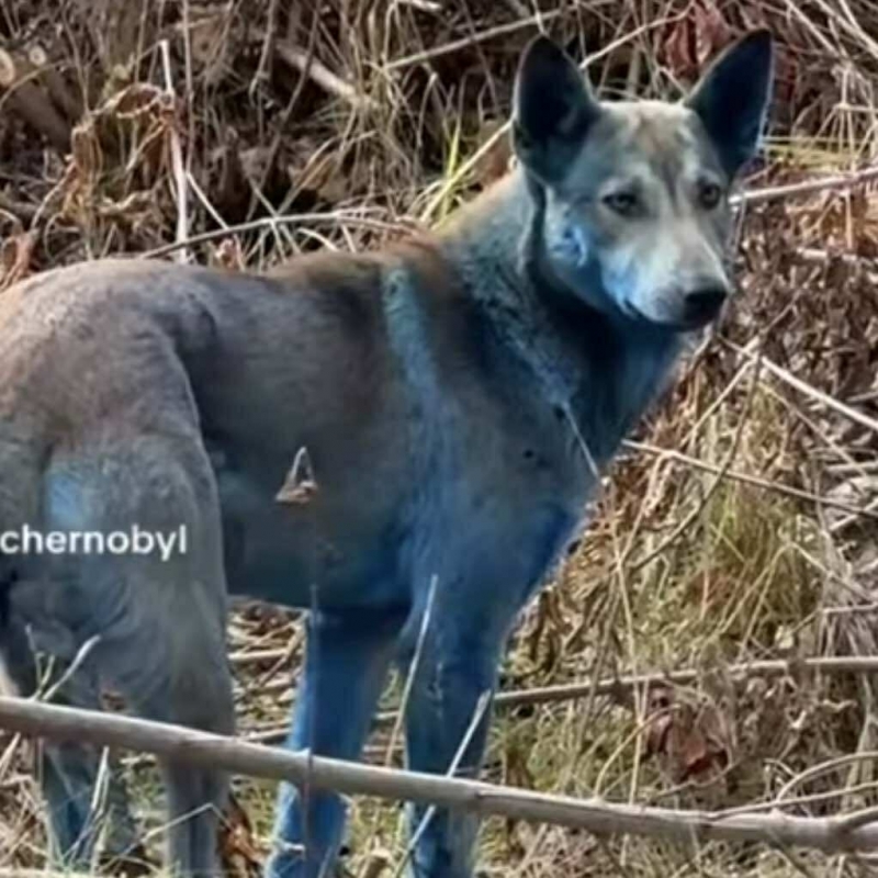 40 години след Чернобил: Откриха сини кучета в забранената зона /снимки/