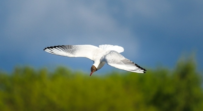Рядък вид албатроси е застрашен от изчезване заради едри мишки които