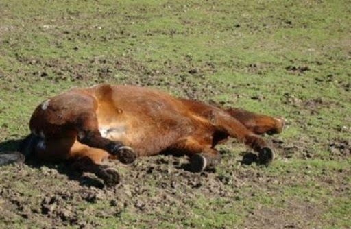 Жестокост! Простреляха кон във видинско село
