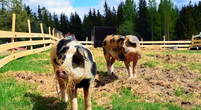 Във връзка с епизоотичната обстановка в страната относно заболяването африканска