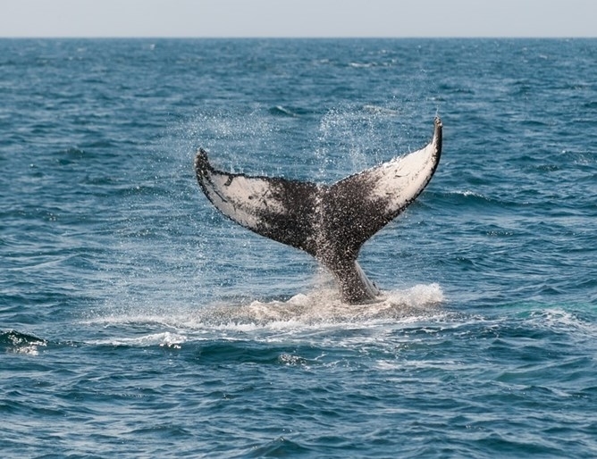 Един гърбат кит и 27 китоподобни гринди бяха открити изхвърлени