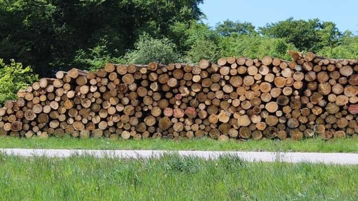Общинска администрация Берковица е направила разпределение на количествата дърва