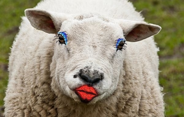 Врачанските медии вкупом се уплашиха от разпространената вчера декларация на