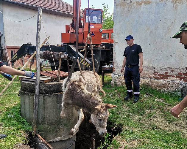 Има я човещината: Извадиха магарицата Мая, паднала в шахта в Монтанско /снимки/