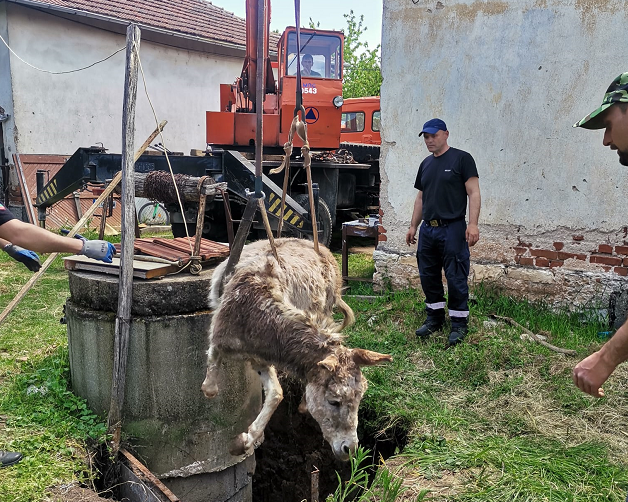 Спасители от Монтанско вадиха магарица паднала в шахта съобщиха от