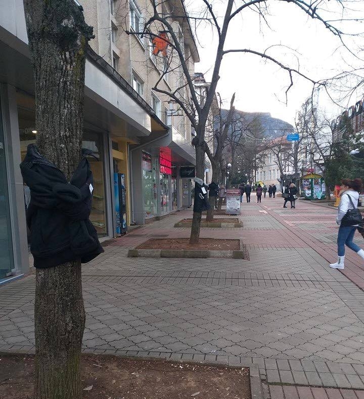27 дървета бяха облечени навръх Коледа във Враца видя репортер