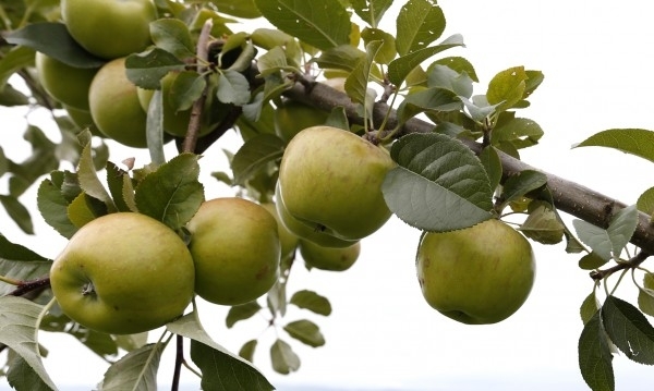 Министерство на земеделието настоява плодовете зеленчуците и суровото мляко произведени