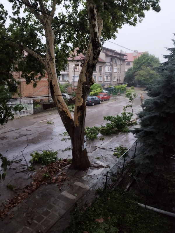 Гневът на природата: Мощна буря удари Видин, има много паднали дървета ...