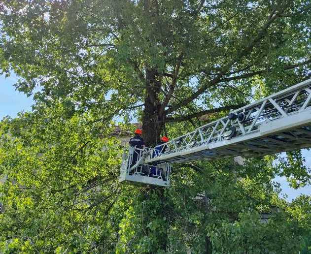 Спасители премахнаха опасно дърво в двора на училище в Монтанско /снимки/