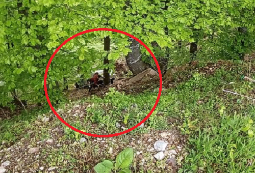 Мерцедес излетя от пътя за Леденика научи агенция BulNews Пътният инцидент