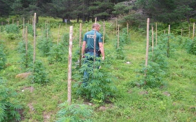 Земеделски производител се е оплакал в полицията за унищожен коноп