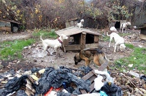 При съвместна акция и със засилено полицейско присъствие е разбит