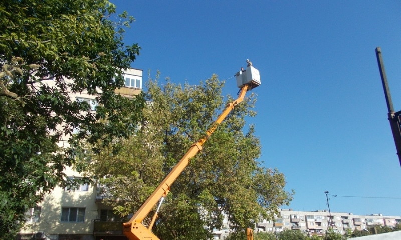 От днес община Видин започна химична обработка на дърветата на