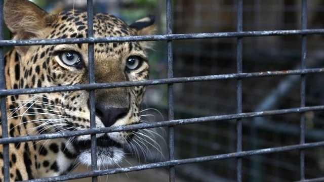 Опасно селфи: Леопард ухапа момиче в зоопарка във Варна
