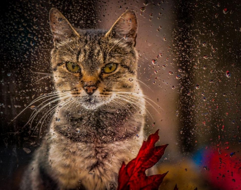 През следващото денонощие времето ще се задържи облачно с валежи