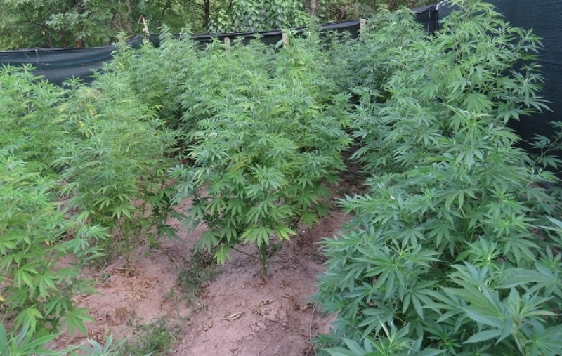 Полицаи откриха наркооранжерия във врачанско село съобщиха от областната дирекция