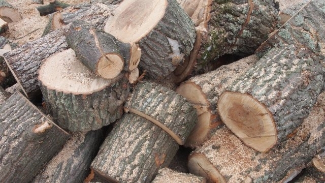 Съхранение на незаконни дърва за огрев е установено в частен