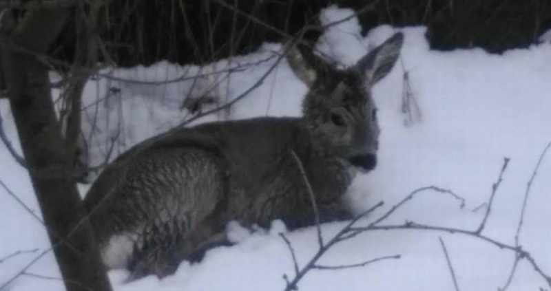 Поредна история за доброто и отношението към животните обикаля социалните