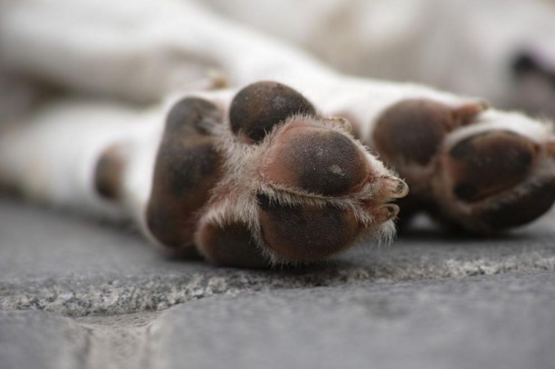 Полицията в Белоградчик разследва брутално убийство на куче съобщиха от