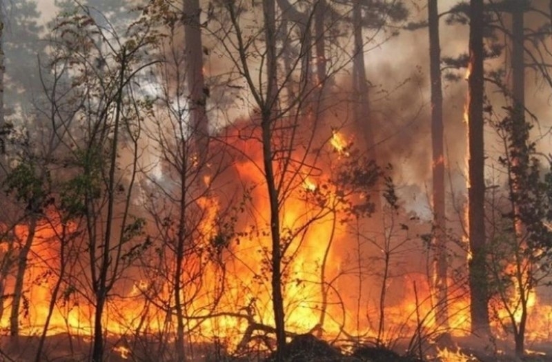 Големи горски пожари в Луганска област в Украйна са отнели