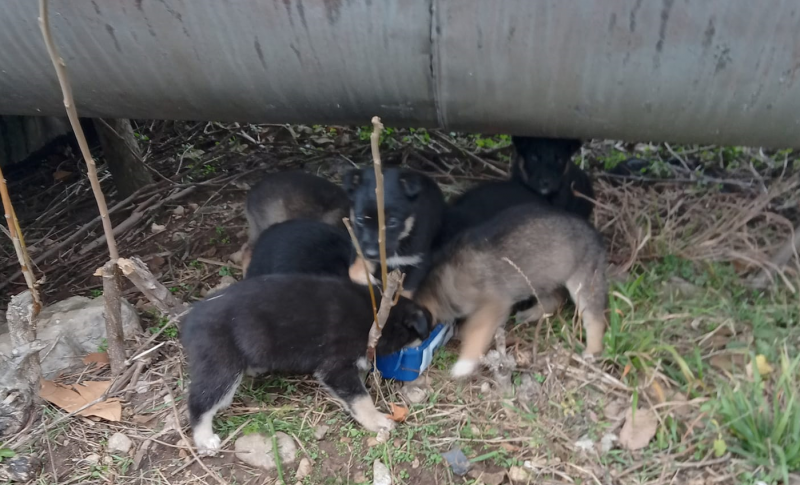 Изоставени кученца във Враца търсят своите нови стопани научи BulNews Седемте